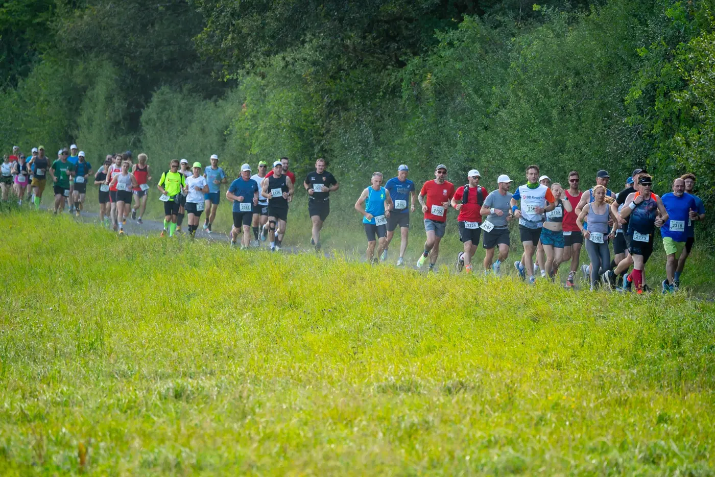 Läuferfeld auf einem Feldweg am Waldrand, im Vordergrund eine Wiese